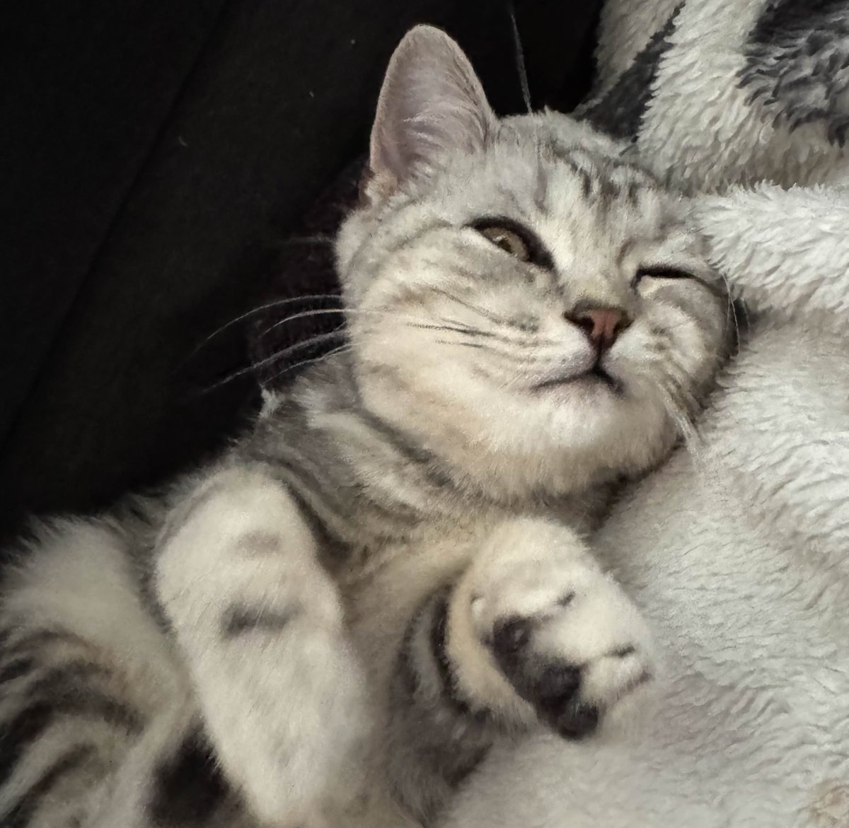 This is usually not the type of posts I make, but I have no other choice.

I need help for my sick cat, my cat has been in the clinic for a few days and the bill has been too much for me to handle on my own.

Seeing him in so much pain is so heartbreaking, that's why I decided to