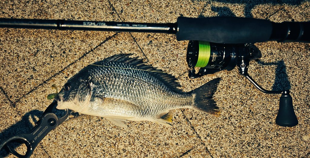 バイトを育てるのが
わくわくしちゃうタックル🙌✨

ちなみに...
写ってないけど
ランディングシャフトも
tail walk︎︎👍✨

#tailwalk
#チタンティップ
#チニング