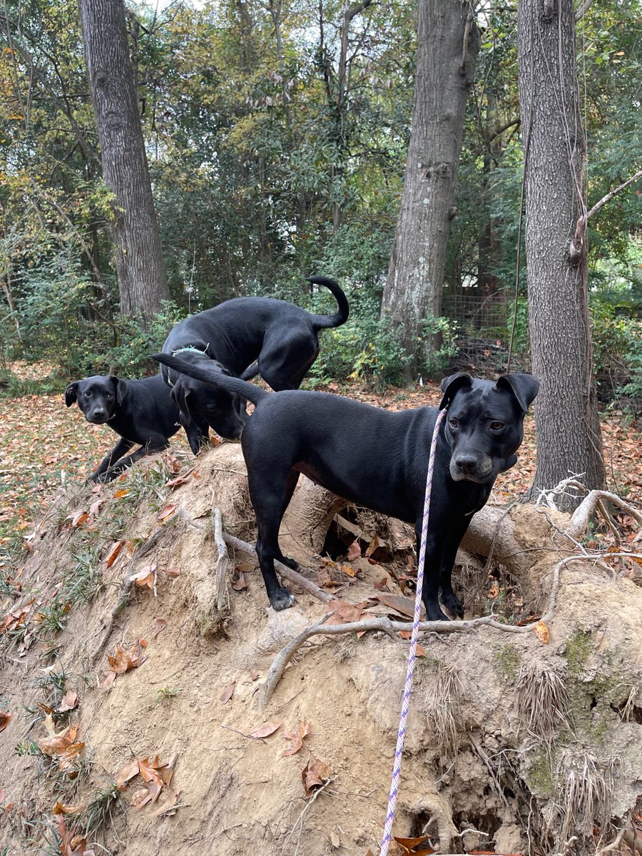 Training with Hildi, Espresso, and Pudding is going well and they're definitely learning manners and poise.  Until they play on the roots of the fallen tree.
