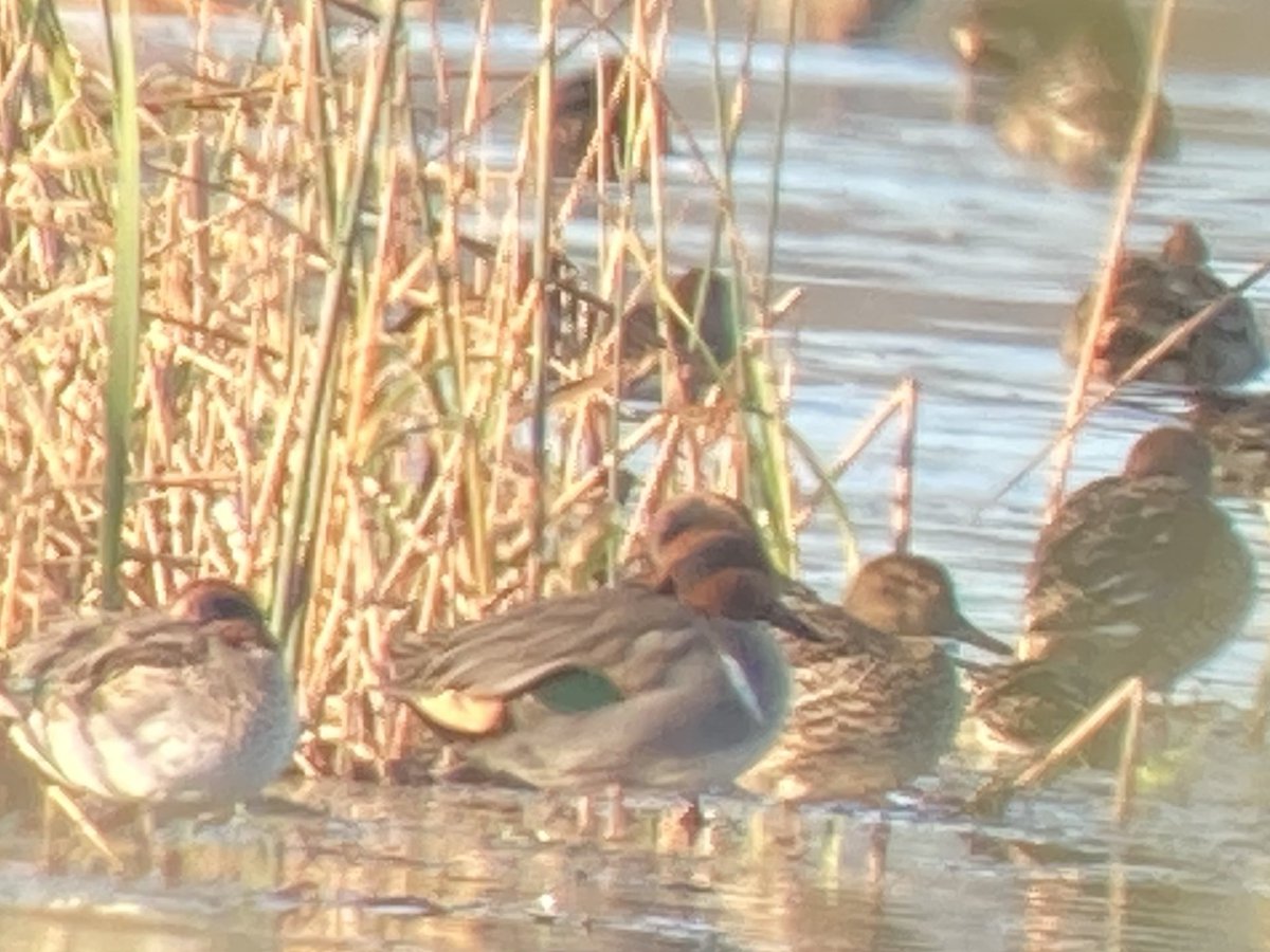 Record shot of a drake Green-winged Teal at Walmore Common today. I have only had one here before on 2nd March 1997. Also of note 4 Ruff in flight and another Ruff nearby at Wilmore, Rodley. #GlosBirds