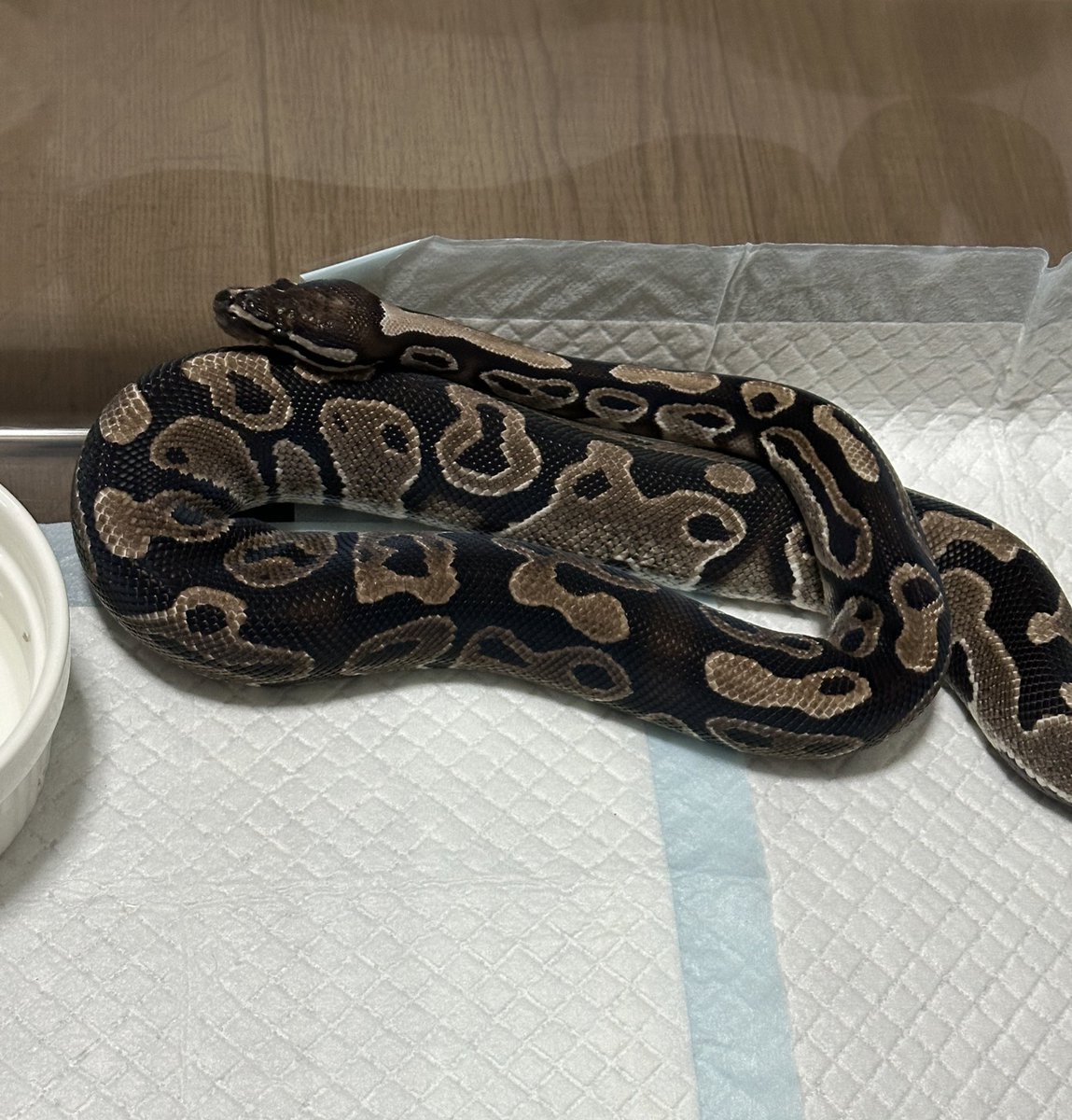 zuu1110's tweet image. Axanthic

MJ Axanthic het Pie Bald
VPI Axanthic het Clown
VPI Axanthic 

大きくなってこんなに色が違うものなのか。
het Clown 入ってるとやぱ白いのかな
het Pie Bald 入ってると若干乱れるのかな🤔

違いがあるってたのしい🤣
#ballpython   #ぼーるぱいそん #ボールパイソン