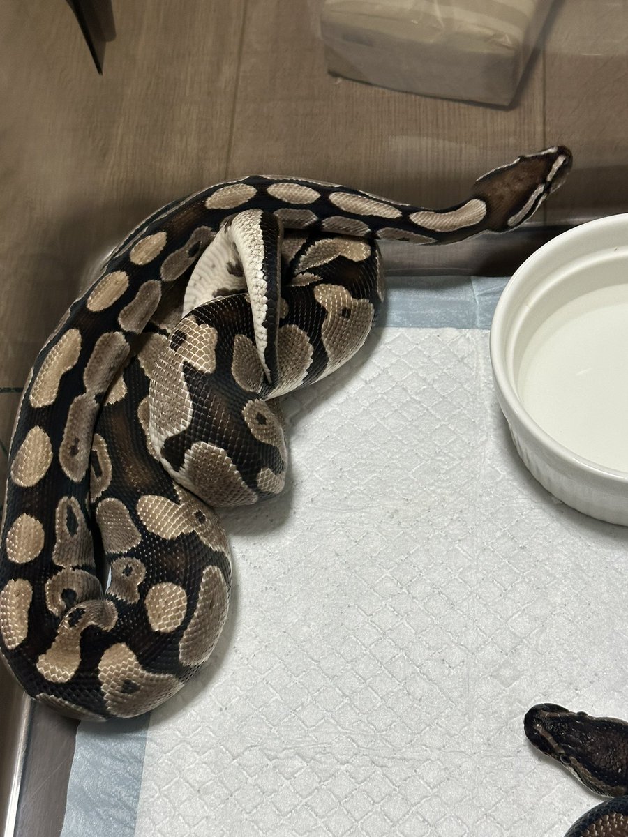 zuu1110's tweet image. Axanthic

MJ Axanthic het Pie Bald
VPI Axanthic het Clown
VPI Axanthic 

大きくなってこんなに色が違うものなのか。
het Clown 入ってるとやぱ白いのかな
het Pie Bald 入ってると若干乱れるのかな🤔

違いがあるってたのしい🤣
#ballpython   #ぼーるぱいそん #ボールパイソン