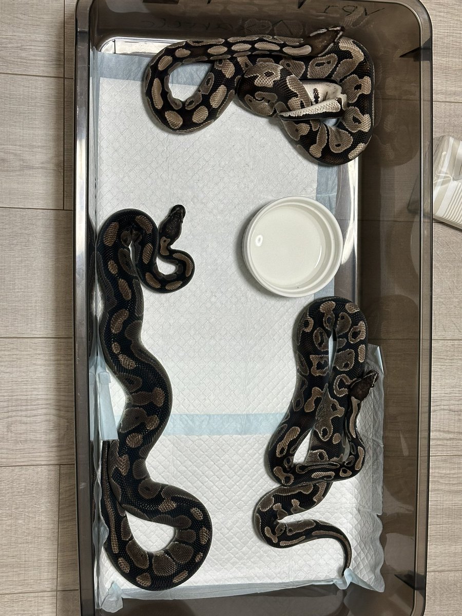 zuu1110's tweet image. Axanthic

MJ Axanthic het Pie Bald
VPI Axanthic het Clown
VPI Axanthic 

大きくなってこんなに色が違うものなのか。
het Clown 入ってるとやぱ白いのかな
het Pie Bald 入ってると若干乱れるのかな🤔

違いがあるってたのしい🤣
#ballpython   #ぼーるぱいそん #ボールパイソン