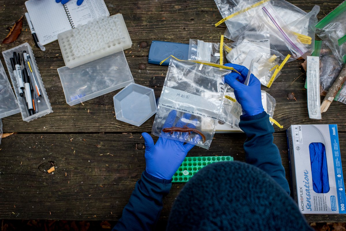 After I finished my PhD, the next big question I wanted to ask is finally answered!

I am very proud to share our new paper on the discovery of #salamander produced antimicrobial peptides and that these peptides influence salamander skin #microbiomes

nature.com/articles/s4152…