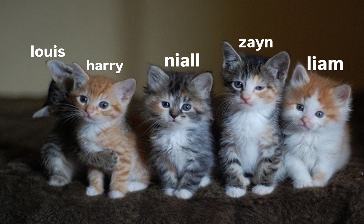 one direction in videos diaries