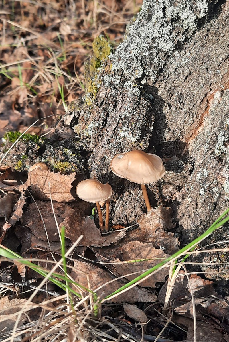 Смотрите, каких малышей сфоткала сегодня в ногах березы. Они пережили минус 4 градуса.