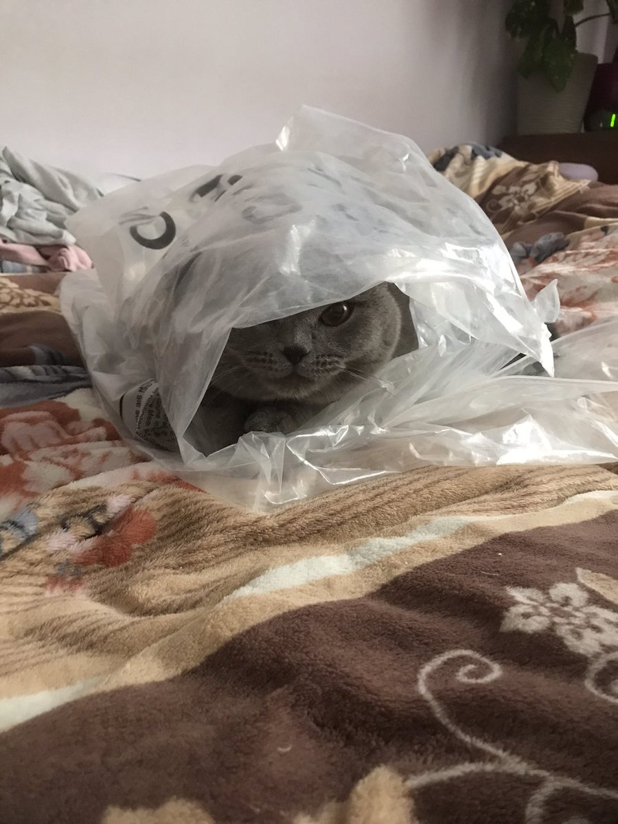 Кіт в мішку