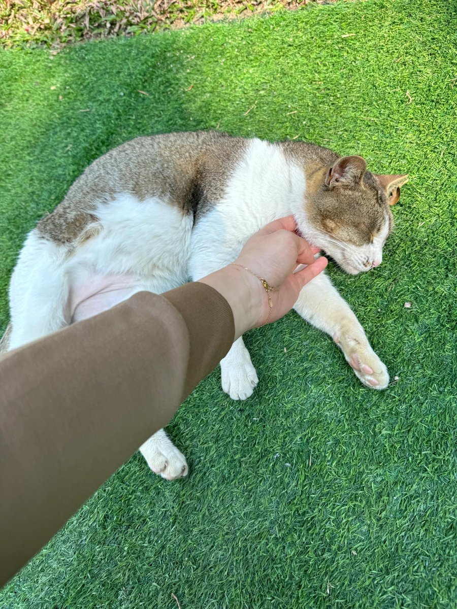 fvydgpxx's tweet image. I even came across a little cat soaking up the sun on the golf course. #GolfCourse #SunnyDay #CuteCat