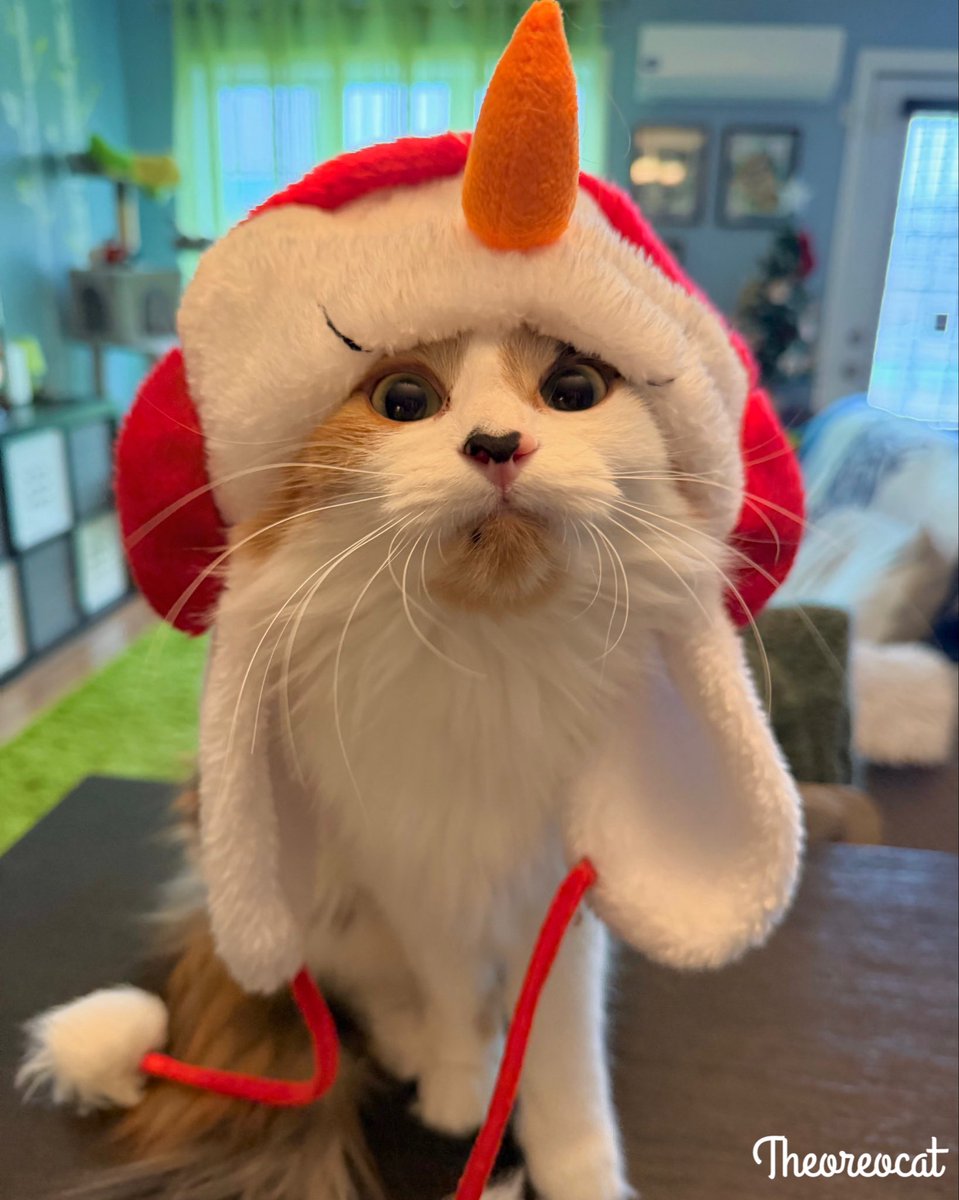 TheOreoCat's tweet image. Good morning everypawdy,
I think my mom needs to be issued a ticket. I didn’t sign up for this. ⛄️ 
~ Olive 🫒 

#theoreocat #CatsOfX #CatsOnX