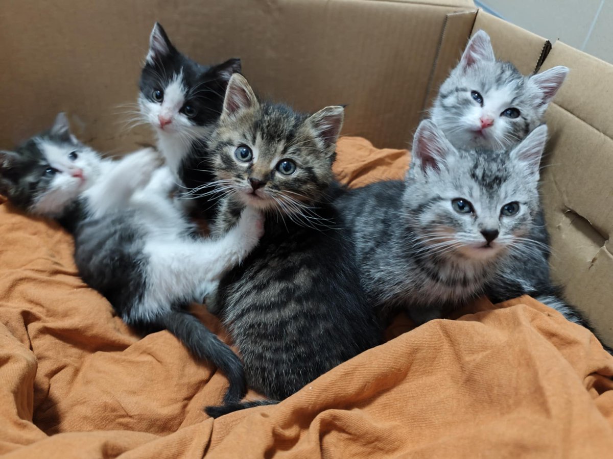 2 wpłaty, i zaledwie 2 zł na zbiórce dla kociaków.

Nie ma na leczenie, nie ma na jedzenie, żwirek...

Proszę pomóżcie im 🙏 

ratujemyzwierzaki.pl/maluszki-z-gm-…