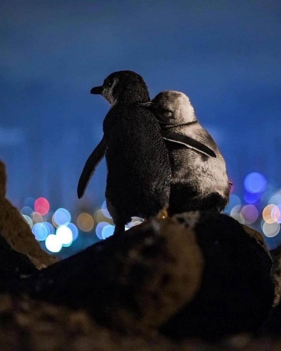 🚨 En 2020, un photographe a capturé deux manchots qui observent le ciel nocturne de Melbourne !

Une femelle et un jeune mâle ont pris l’habitude de se retrouver au même endroit, simplement pour profiter de la présence apaisante l’un de l’autre. Cote à côte, ils restent de