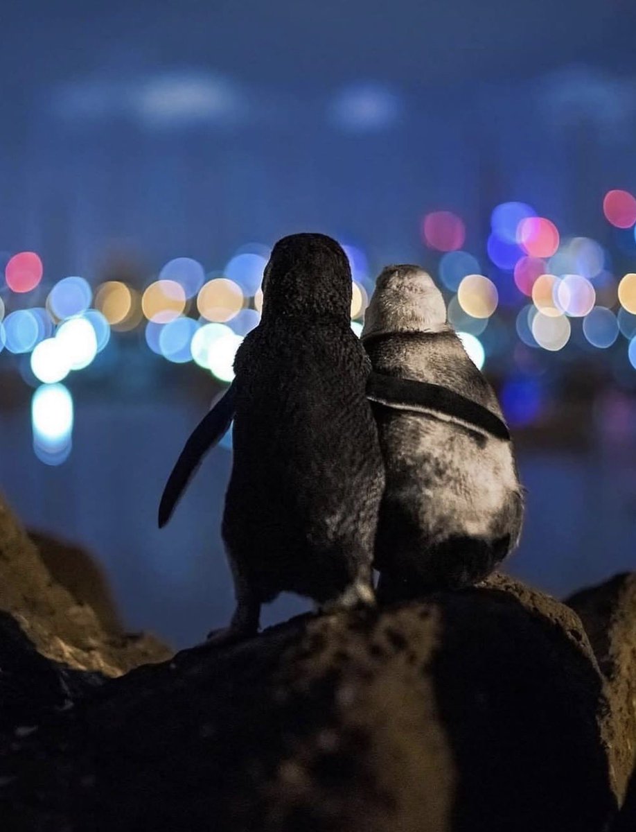 GossipRoomOff's tweet image. 🚨 En 2020, un photographe a capturé deux manchots qui observent le ciel nocturne de Melbourne !

Une femelle et un jeune mâle ont pris l’habitude de se retrouver au même endroit, simplement pour profiter de la présence apaisante l’un de l’autre. Cote à côte, ils restent de…