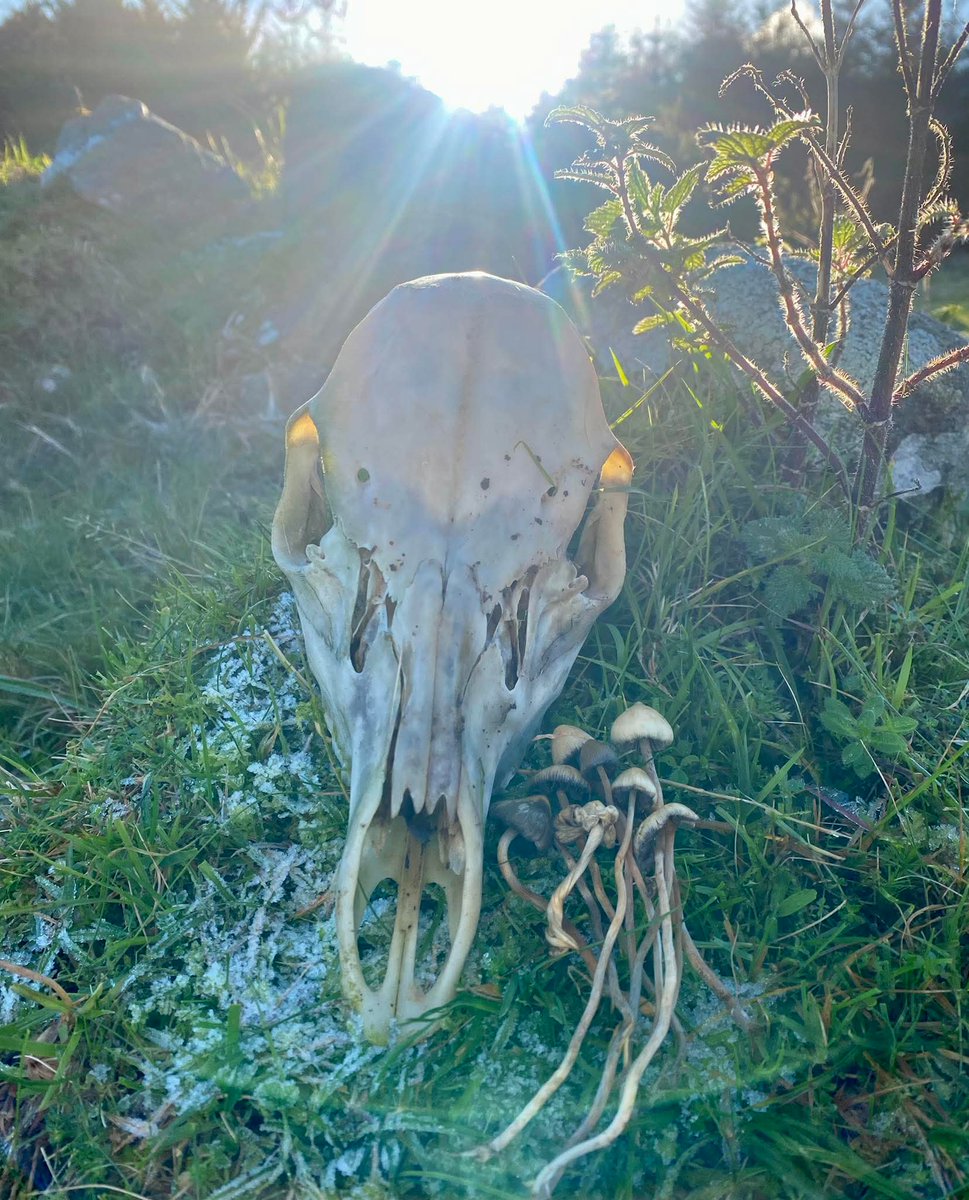 foundincrement's tweet image. Taken from a group on FB;

Based.