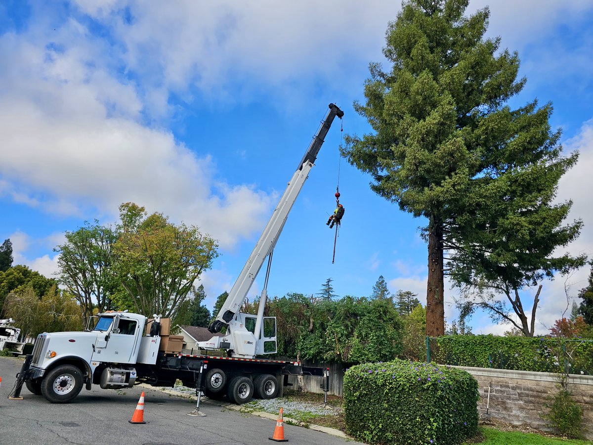 TwinCities_Tree's tweet image. Big crane day for Twin Cities Tree Service 🚧🌲 Our crew safely lifted and removed large sections of this massive tree with precision. Tough jobs made safe and efficient 💪

#TwinCitiesTreeService #TreeRemoval #CraneWork #ArboristLife #YubaCity 🌿