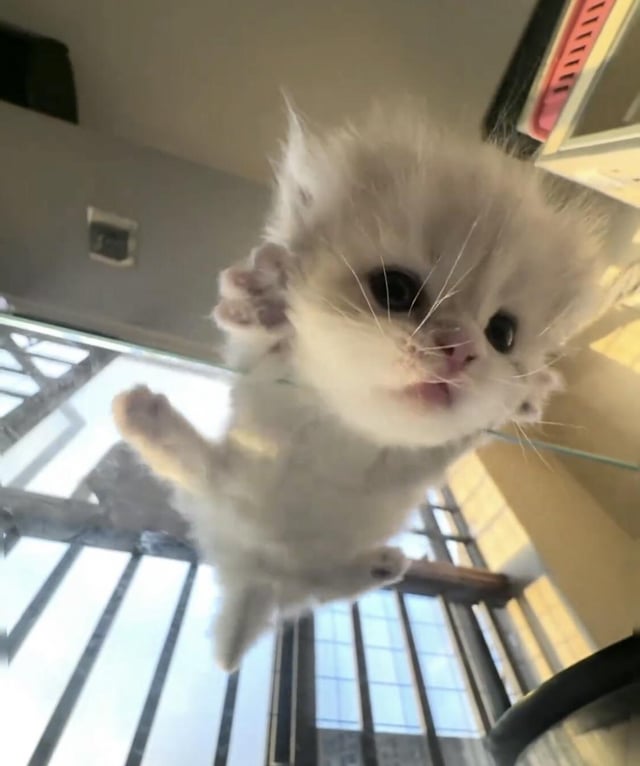 1MrPapi's tweet image. GM gang. 

Ready for another day in this sh*tshow?