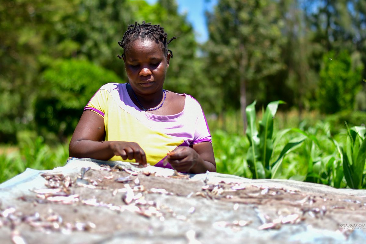 jijengeyouthorg's tweet image. Jijenge Centre for Social Development, in partnership with Sapphire Community Group Kenya, continues to support sustainable livelihoods and growth at the household level. #Empoweringcommunitiestogether