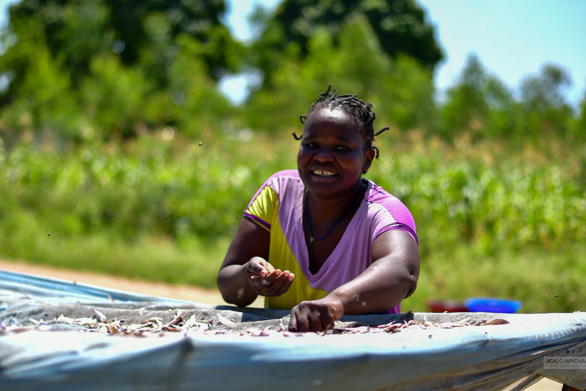 jijengeyouthorg's tweet image. Jijenge Centre for Social Development, in partnership with Sapphire Community Group Kenya, continues to support sustainable livelihoods and growth at the household level. #Empoweringcommunitiestogether