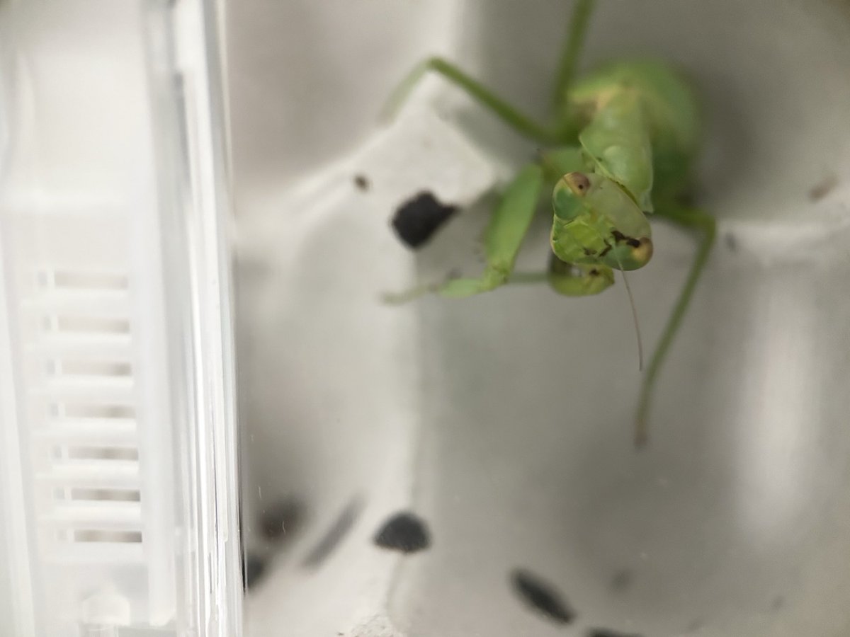 Yabugiris's tweet image. なんか最近黒いゲロ？を吐くようになった
寿命が近いのかも