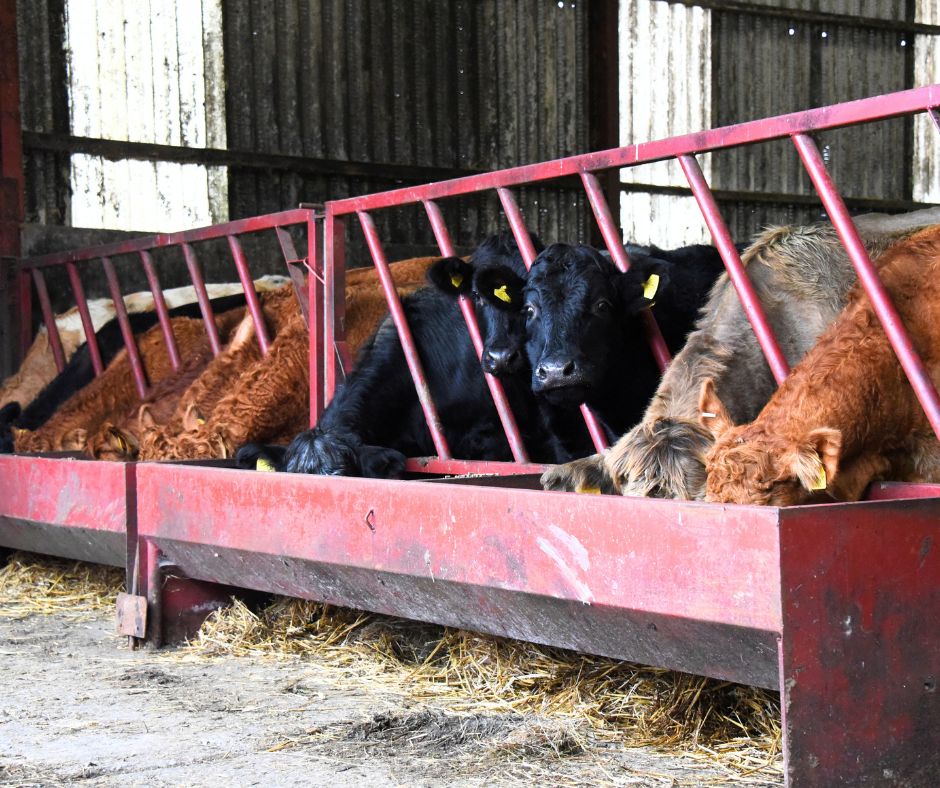 ForFarmersUK's tweet image. 💥 ForFarmers UK has unveiled POWER, an innovative new feed range designed to maximise profitable animal performance in beef and lamb production. 

📲 Read more - kntn.ly/4728b207

#beef #enterprise #calf #rearer #grower #finisher #beeffarming #britishbeef #farming