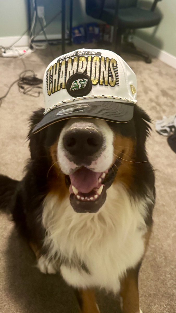 Grey Pup Champion 🐶🏆