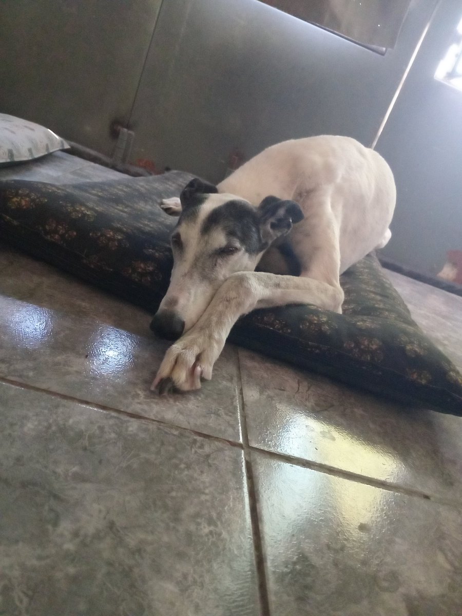 Mañana le toca su segunda cirugía a Malú de otro tumor 😞 apelo a la solidaridad de todos 🙏 para cubrir los gastos todavía me faltan 20 mil de la primera operación.
Mi alias Shirleygranau. Con un punto al final
<a href="/aaguvolpato/">agu </a> 
Gracias gracias gracias 🙏