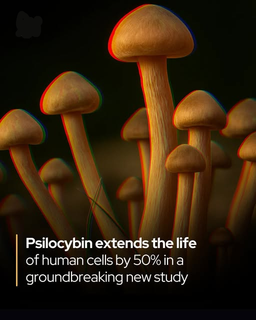 Rainmaker1973's tweet image. Psilocybin made human cells live 50% longer.

A new study has uncovered surprising anti-aging potential in psilocin—the active metabolite produced when the body breaks down psilocybin, the psychoactive compound found in magic mushrooms.

In laboratory experiments, researchers…