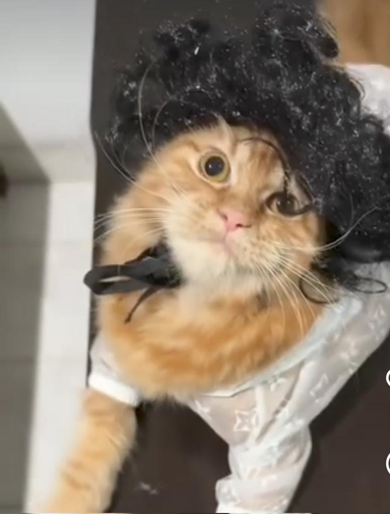 YellowCatM2w's tweet photo. Good Morning 🐈 https://t.co/tBQrQNzbDn