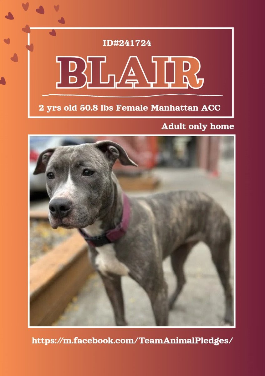 2 yr old beautiful Blair (Manhattan ACC) needs a new start in a real home with only adult humans where she can feel safe. 
With love, patience, daily physical activity &amp; slow intros, she will shine!
nycacc.app/#/browse/241724
#Adopt #Foster #Pledge4Rescue