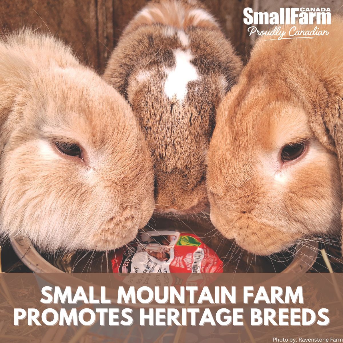 Small mountain farm promotes heritage breeds.

In the November/December issue of Small Farm Canada, we talk about RJ Sampson, owner of Ravenstone Farm, working to help preserve the genetic lines of livestock, trees and produce.

If you had a small farm in a harsh climate, what