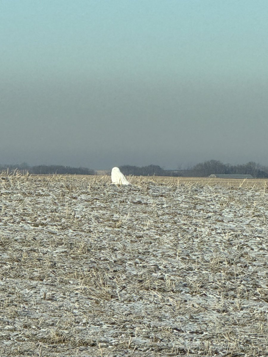First Snowy Owl of the year! #winteriscoming