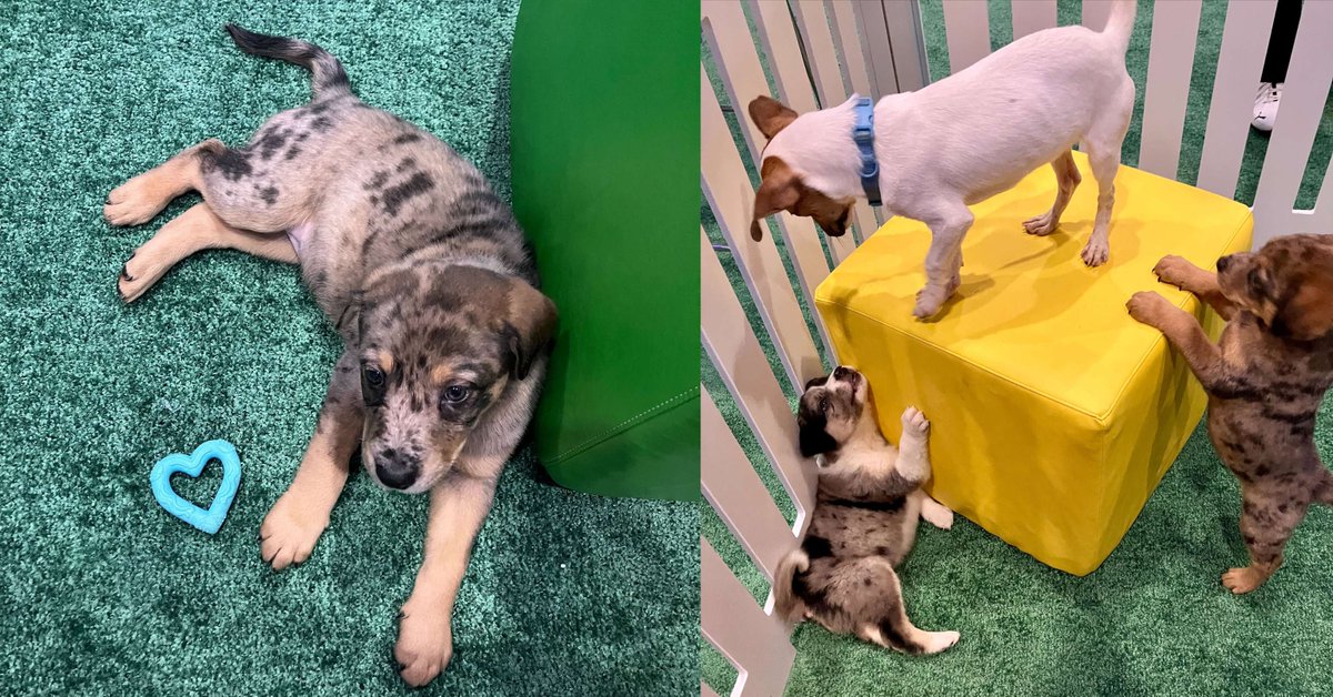 Another great year at Trimble Insight is in the books! We had excellent discussions, at the booth and across the conference; thanks again for dropping by! Scroll through the pics to see some very sweet pups!

 #TrimbleInsight2025 #Fleetworthy #Bestpass #Drivewyze