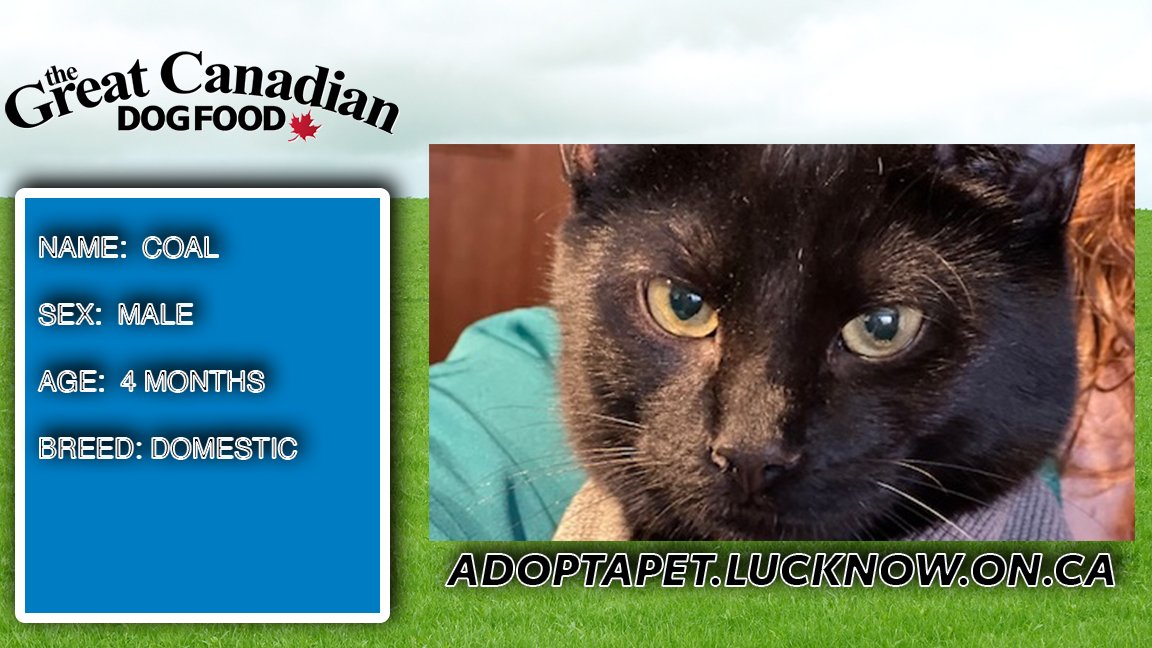 This is COAL, CoOL's Pet of the Week!
wingham.coolradio.ca/pet-of-the-wee…