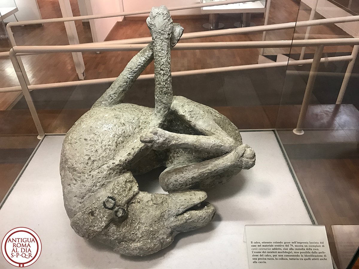 Hoy en 1874 fueron hallados en la casa de Orfeo de Pompeya los restos de un perro atado para proteger a toda costa la casa de su amo. Hoy en día, los restos de ese perro retorciéndose de dolor son una muestra más de la agonía de la ciudad de Pompeya durante su destrucción.