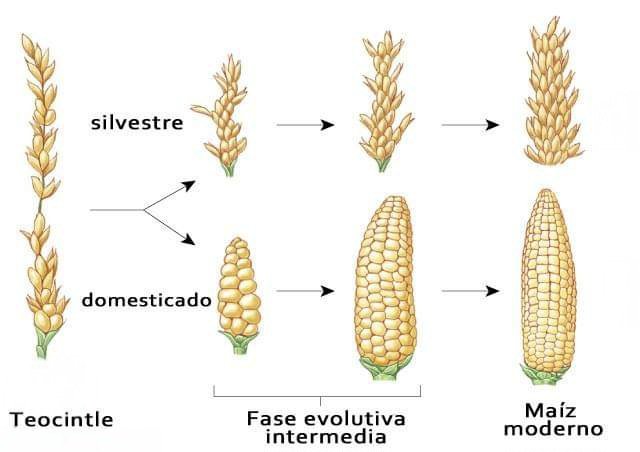 Lycaones's tweet image. Evolución del Teocintle al Maíz de mazorca.
