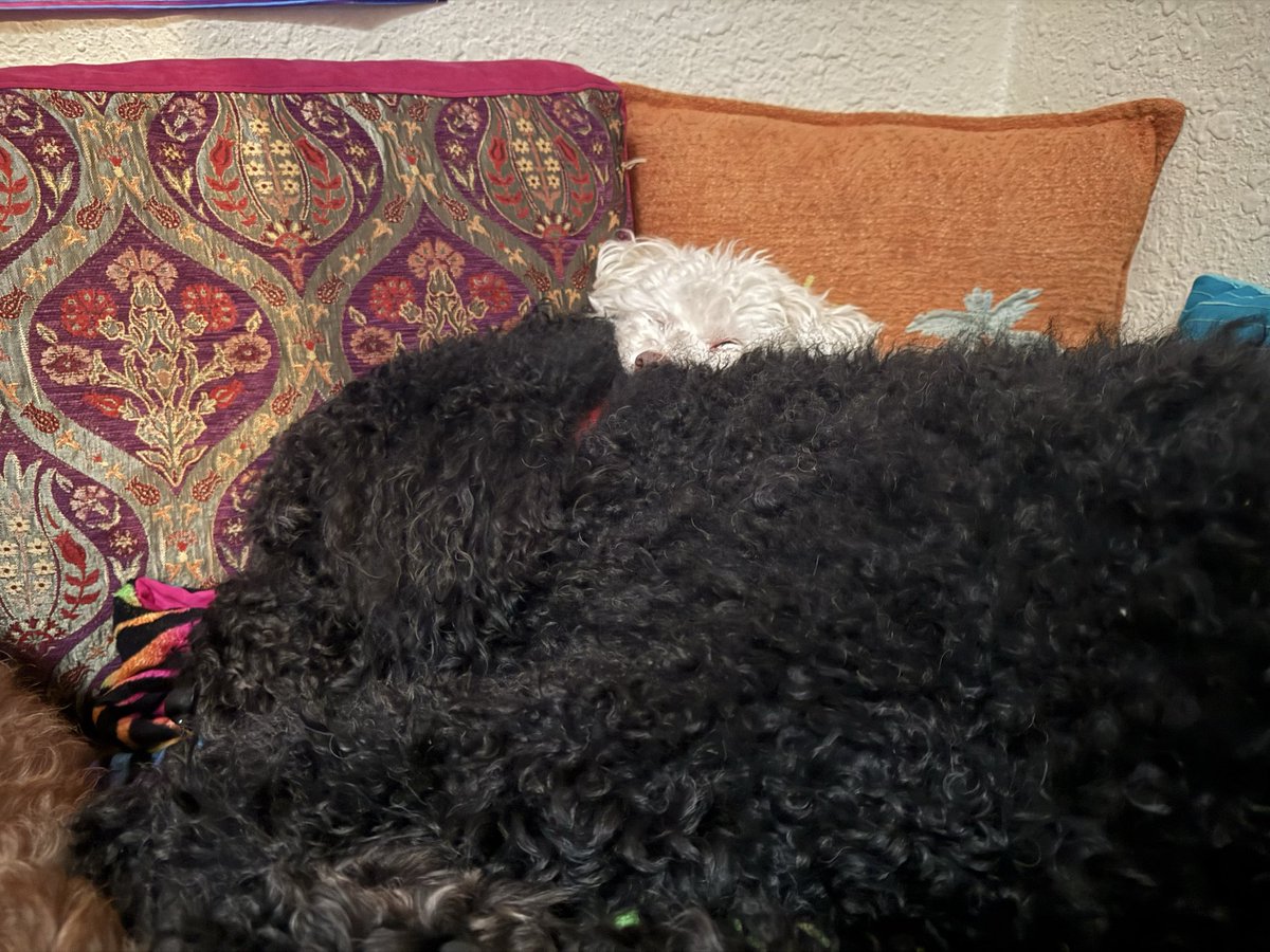 soyacide's tweet image. 