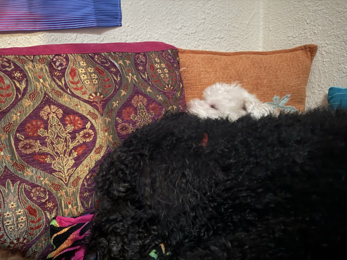 soyacide's tweet image. 