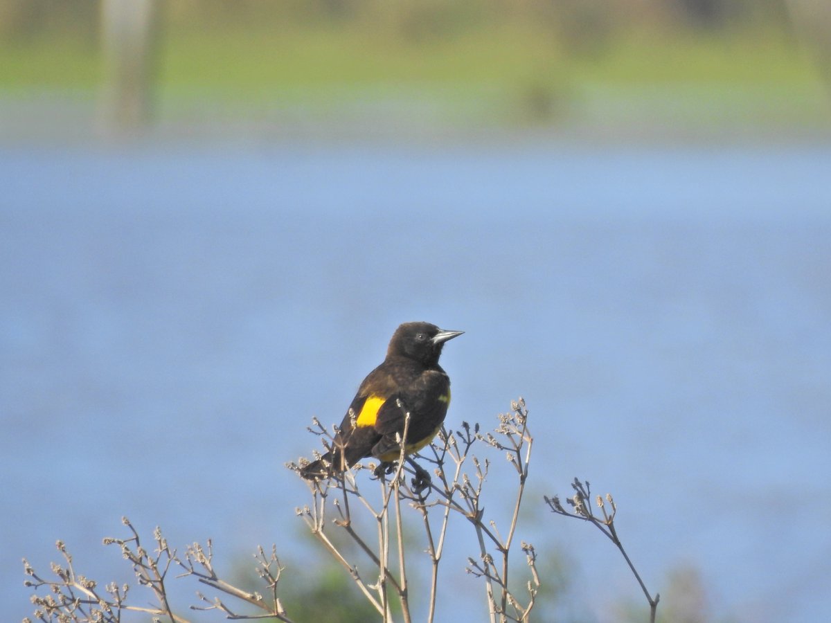 ggroitman's tweet photo. #taxojueves de #Icteridae
1 Tordo gigante
2 Pecho amarillo grande
3 Chopi https://t.co/iLU7x7947K