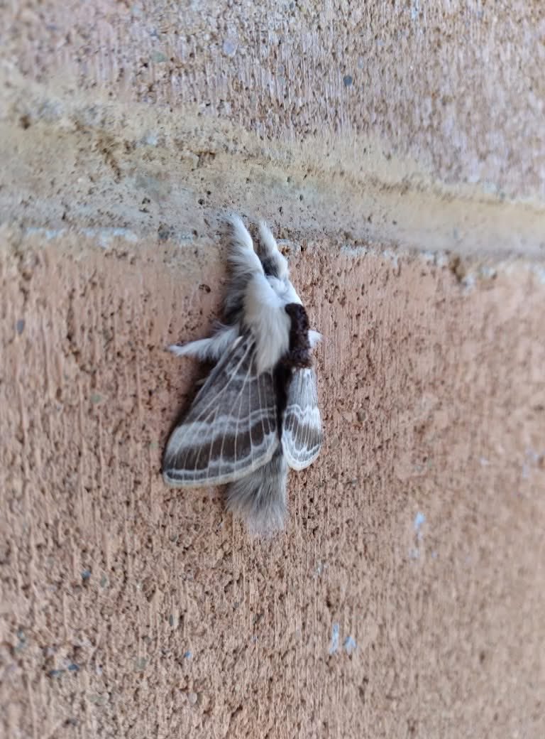 jobrown20102090's tweet image. Look at this beaut 🫶🏻