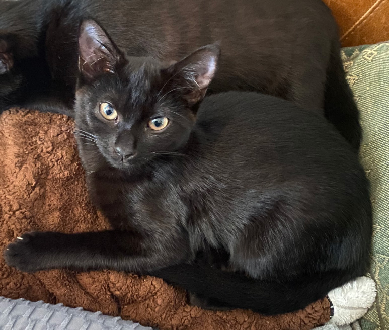 CatCall_UK's tweet image. Black Cat missing from Emmanuel road Hastings, see details and contact information catcall.org.uk/lost-and-found…
#CatMissinginHastings #MissingCat #CatCall #GettingCatsHome #Caring4Cats #CatRescue #lovecats
