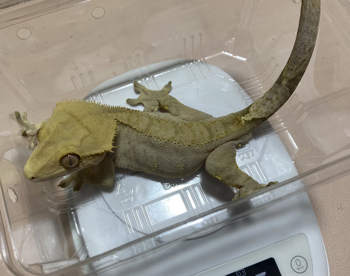 Crestomocko (@smiledego) / Posts / X