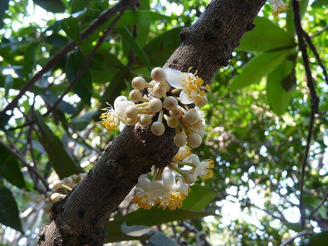 banup_0803's tweet image. குறிஞ்சி பூக்கள்:

வழை 🤍

&quot;கொங்கு முதிர் நறுவழை&quot;

தேன் திரண்ட நறுமணம் மிக்க பூ..

#குறிஞ்சிப்பாட்டு