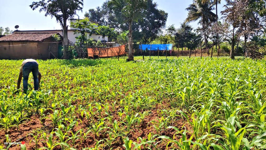 Acting upon reliable sources Nabarangpur Police under the guidance of SP Nabarangpur successfully detected the illegal cultivation cannabis (Ganja) plant in the village Malpara of Kundei PS area. The accused had cultivated cannabis plants in his personal land  measuring about 20