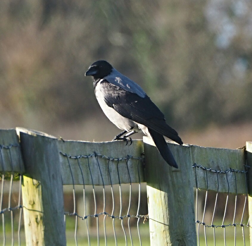 colin gittins tweet media