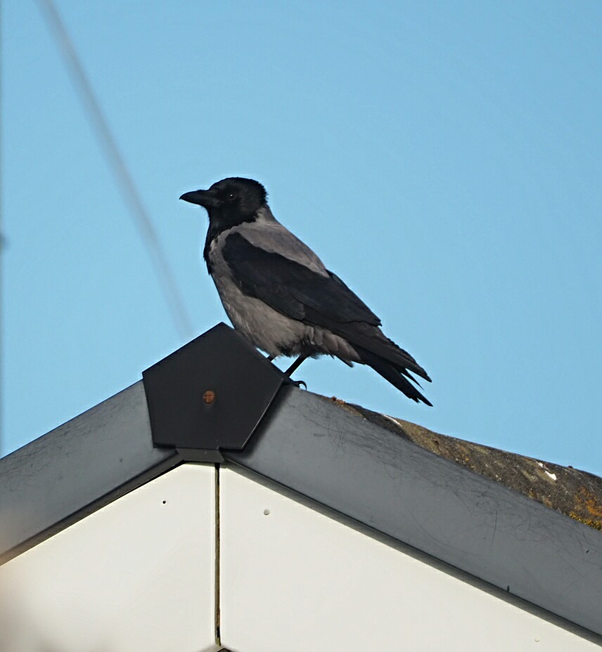 colin gittins tweet media