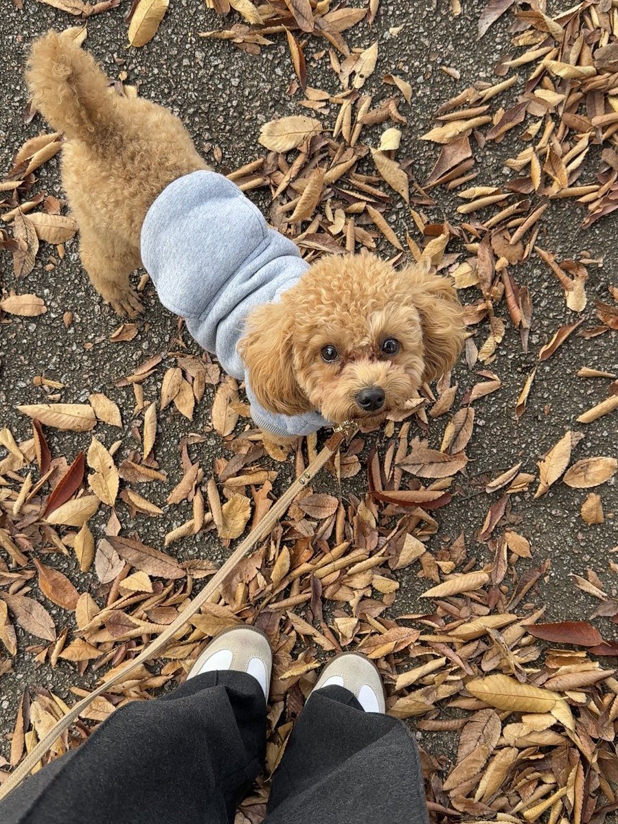 Haato_hs's tweet photo. 秋が終わっていくー🍁🍂
でもグラコロ🍔は楽しみ😋
早めにお庭も冬支度しなきゃなのに重い腰が上がらない、、 https://t.co/V43HWcO3Uv