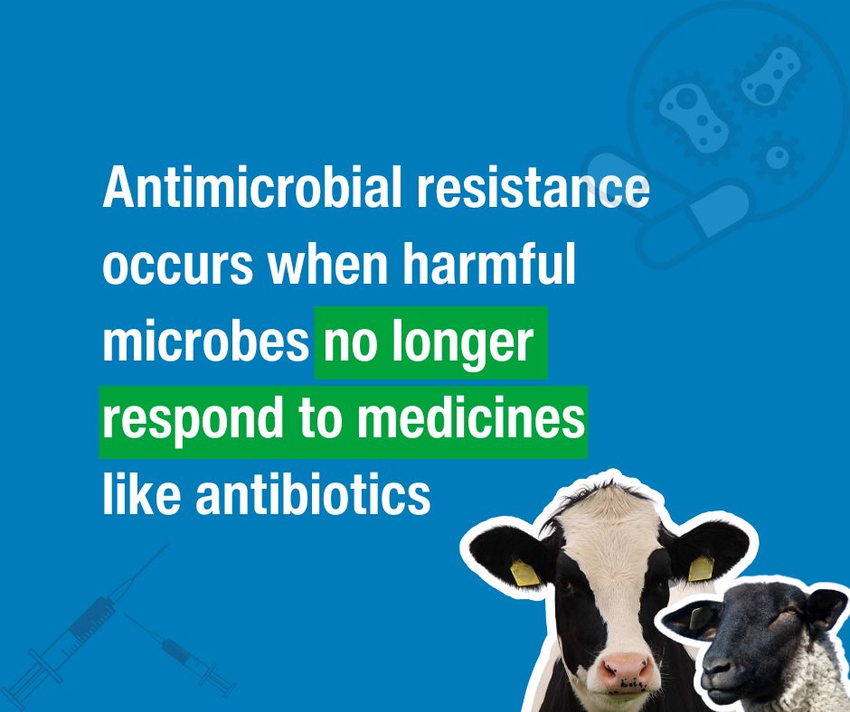 APHAgovuk's tweet image. Read about APHA&apos;s study with partners on antimicrobial resistance (#AMR) in Escherichia coli (E. coli), a bacteria that can cause infections in the gut, urinary tract and other parts of the body. 

eurosurveillance.org/content/10.280… 

#APHAscience #WAAW #OneHealth