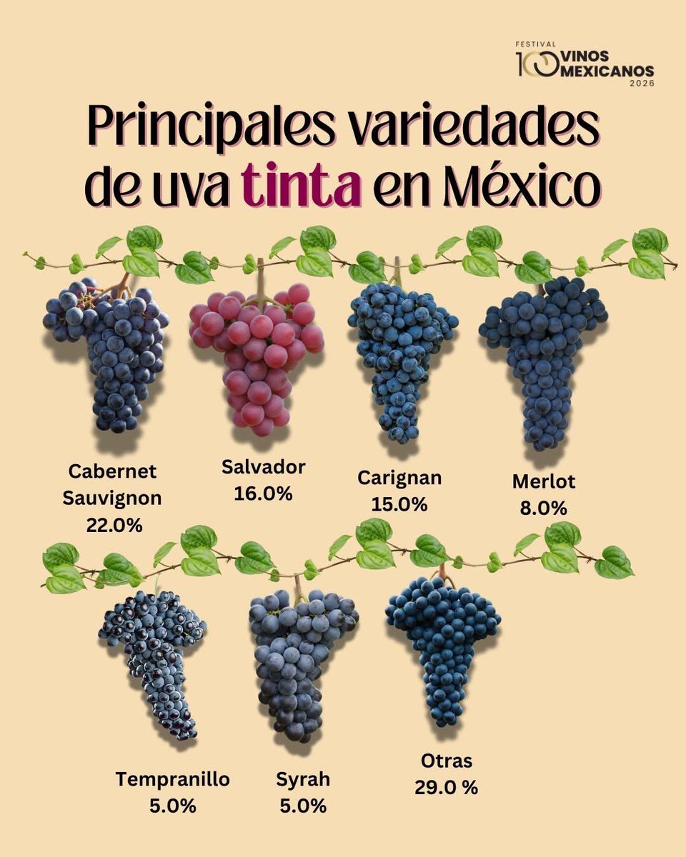 México es un país con una rica y creciente tradición vinícola, ¡y las uvas tintas son protagonistas! 😍🍷
Cuéntanos, ¿Qué uva tinta disfrutas más y por qué?😚
¡Salud! 🥂