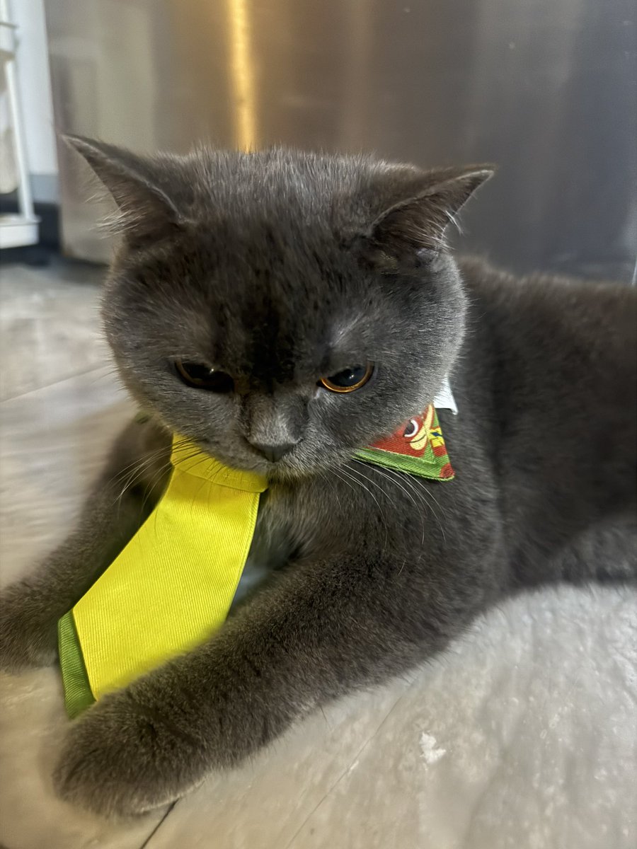 centhread's tweet image. 😾