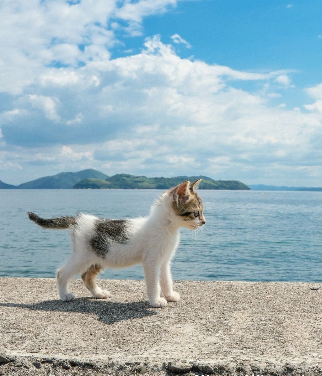 The Pets 𝕏 (@thepetsx) on Twitter photo 