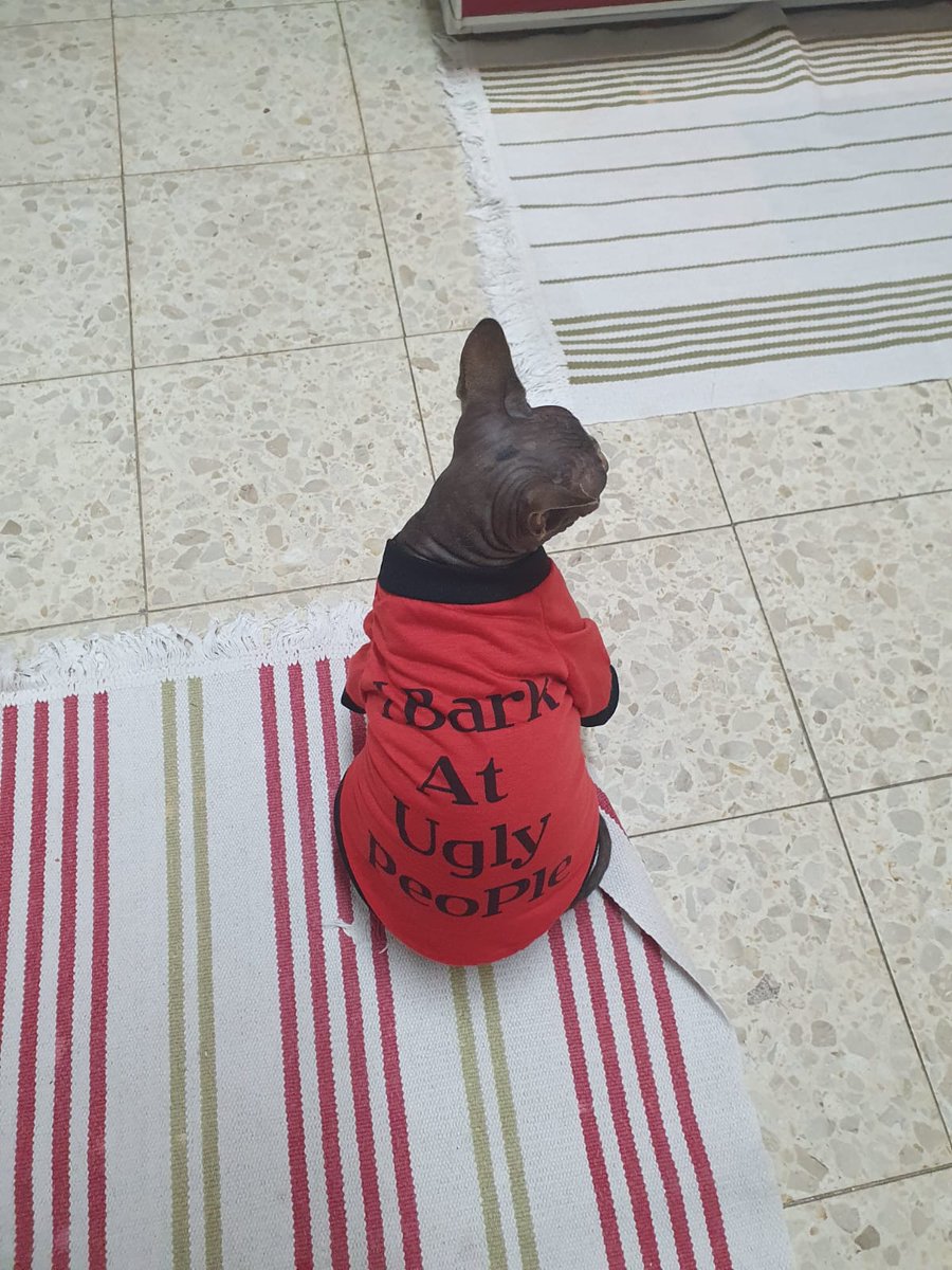 ShnizelInBag's tweet image. יודה לפני 5 שנים